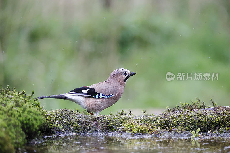 欧亚松鸦(Garrulus glandarius)